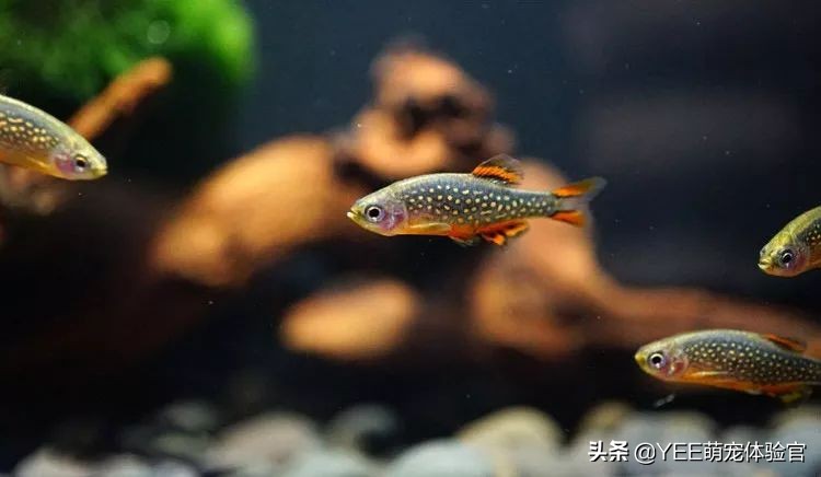 发色好看的灯鱼,东南亚灯鱼品种