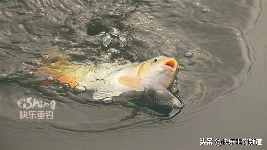 细线遇到大鱼遛鱼有用吗,细线钓到大鱼怎么正确遛鱼