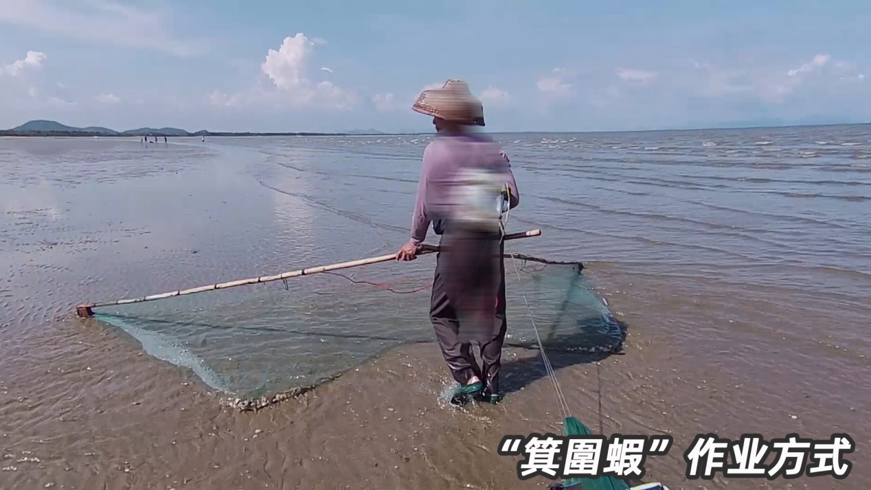 基围虾由什么得名,基围虾真的是品种名么