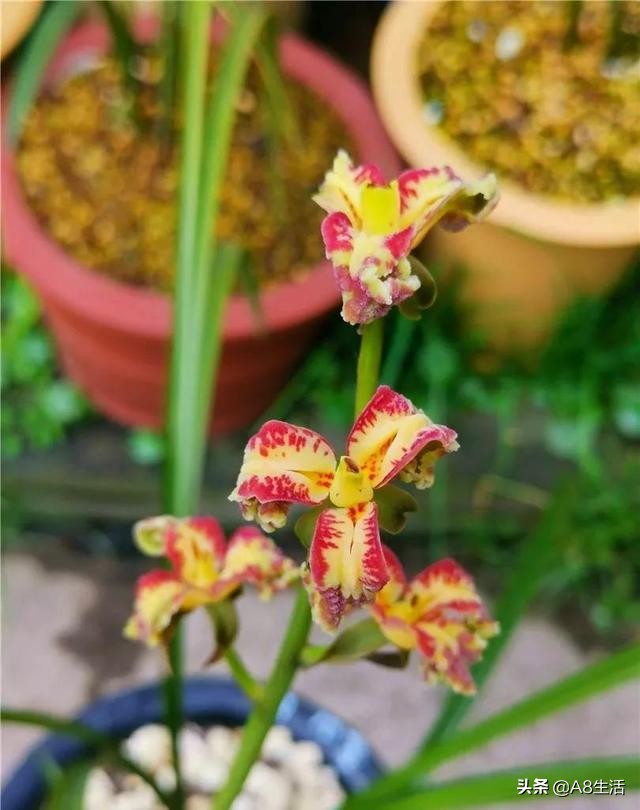 蒙山之春此花浓妆艳抹，彩块鲜红，是养兰人争相收藏的精品