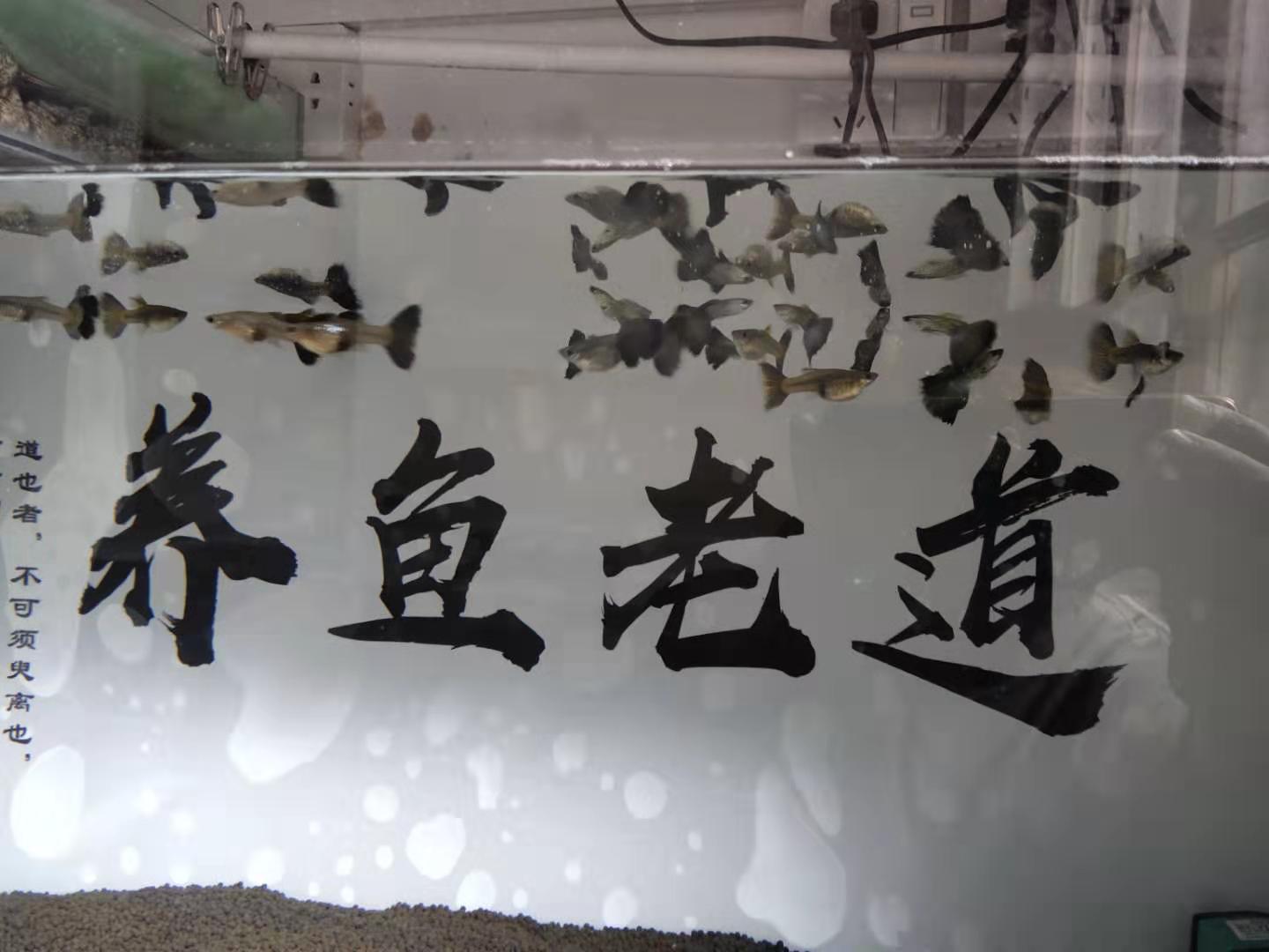 孔雀鱼突然没动静了什么原因,孔雀鱼怎么判断病好了没