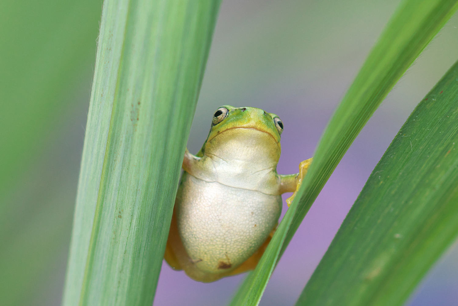 道德经中的神秘力量，癌症是被吓死的？