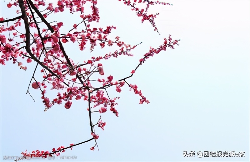 腊梅和红梅有什么区别吗,红梅和腊梅有什么区别