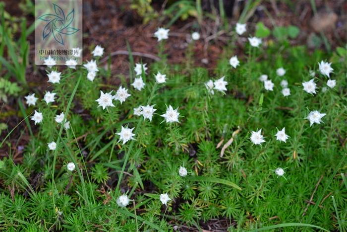 小地松,小地松图片