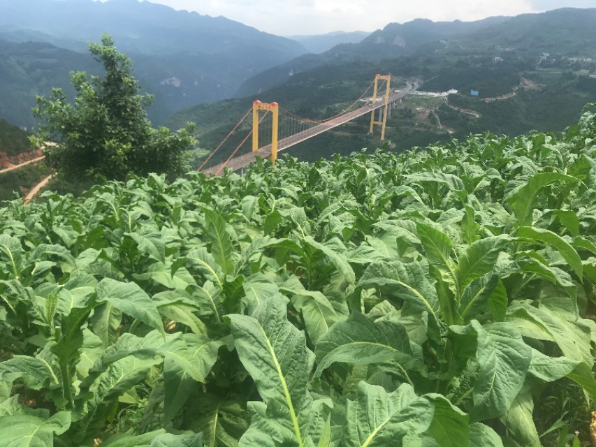 种下“绿叶子”   烤出“黄叶子”   换来“金票子”