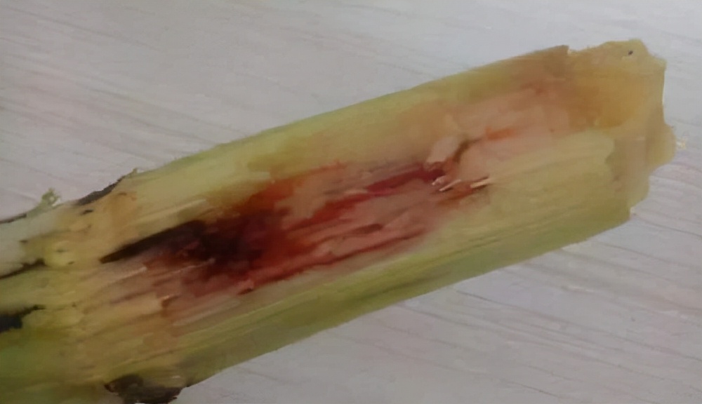 甘蔗末端出现红色丝状，是流血了吗？还是有毒的？