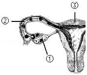 人教版七年级生物下册第1章《人的由来》综合复习(含解析答案)