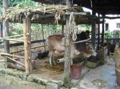 农村养牛赚钱思路养好牛,养牛致富的4个小妙招视频