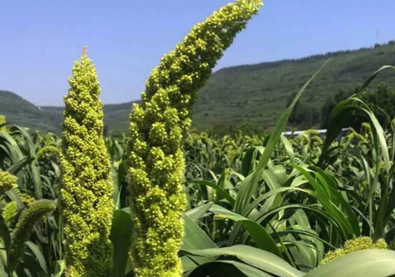 谷子种植：播种方法你知道多少？这里列有几种，来学习一下