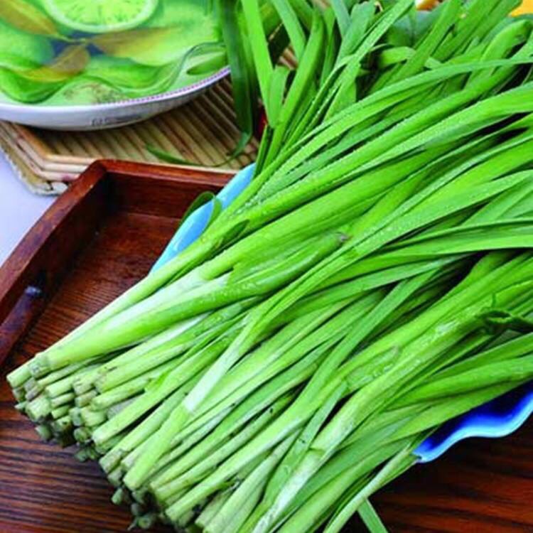 家庭种植蔬菜无土栽培韭菜,家里种植韭菜的步骤和方法