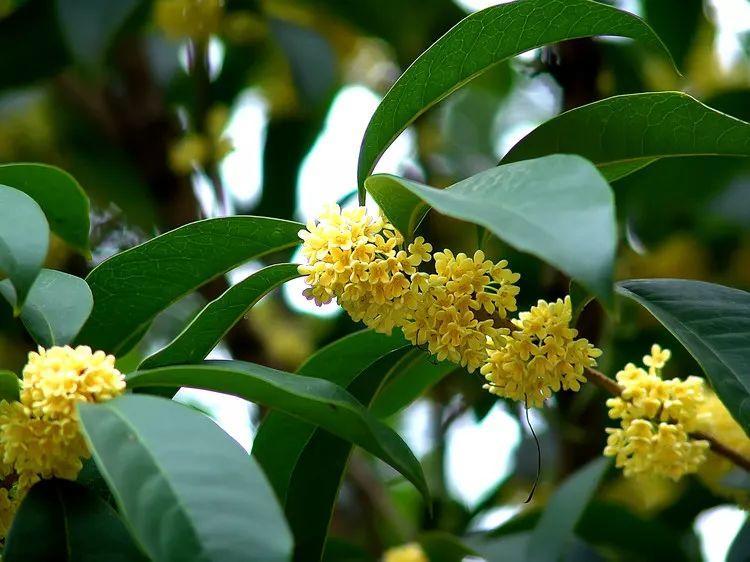 为什么有人说中国国花是牡丹,中国的国花为什么要选牡丹呢