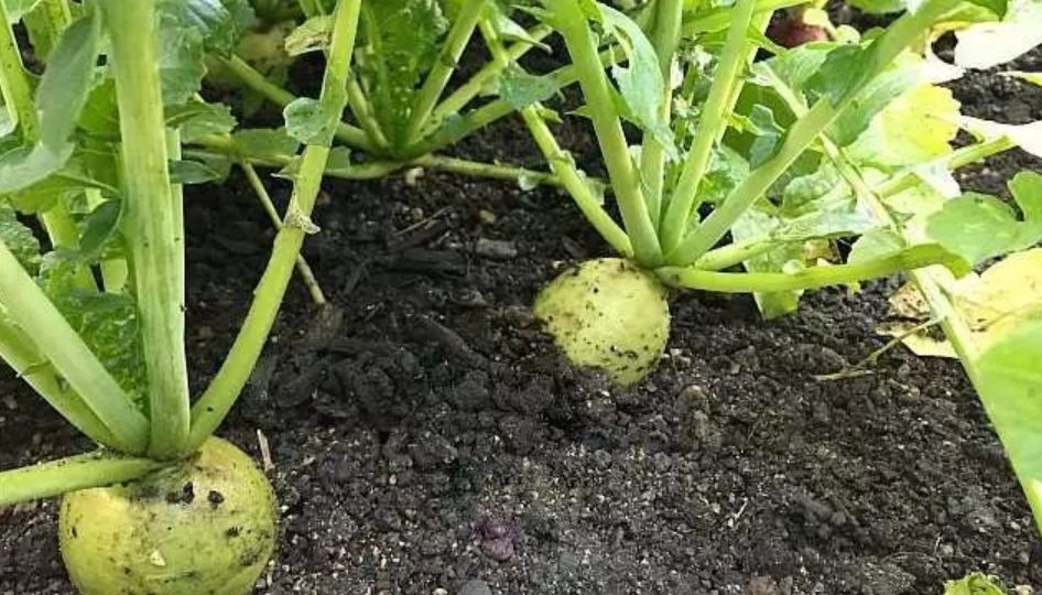 买测酸性碱性的试纸,ph试纸怎么测土壤酸碱度