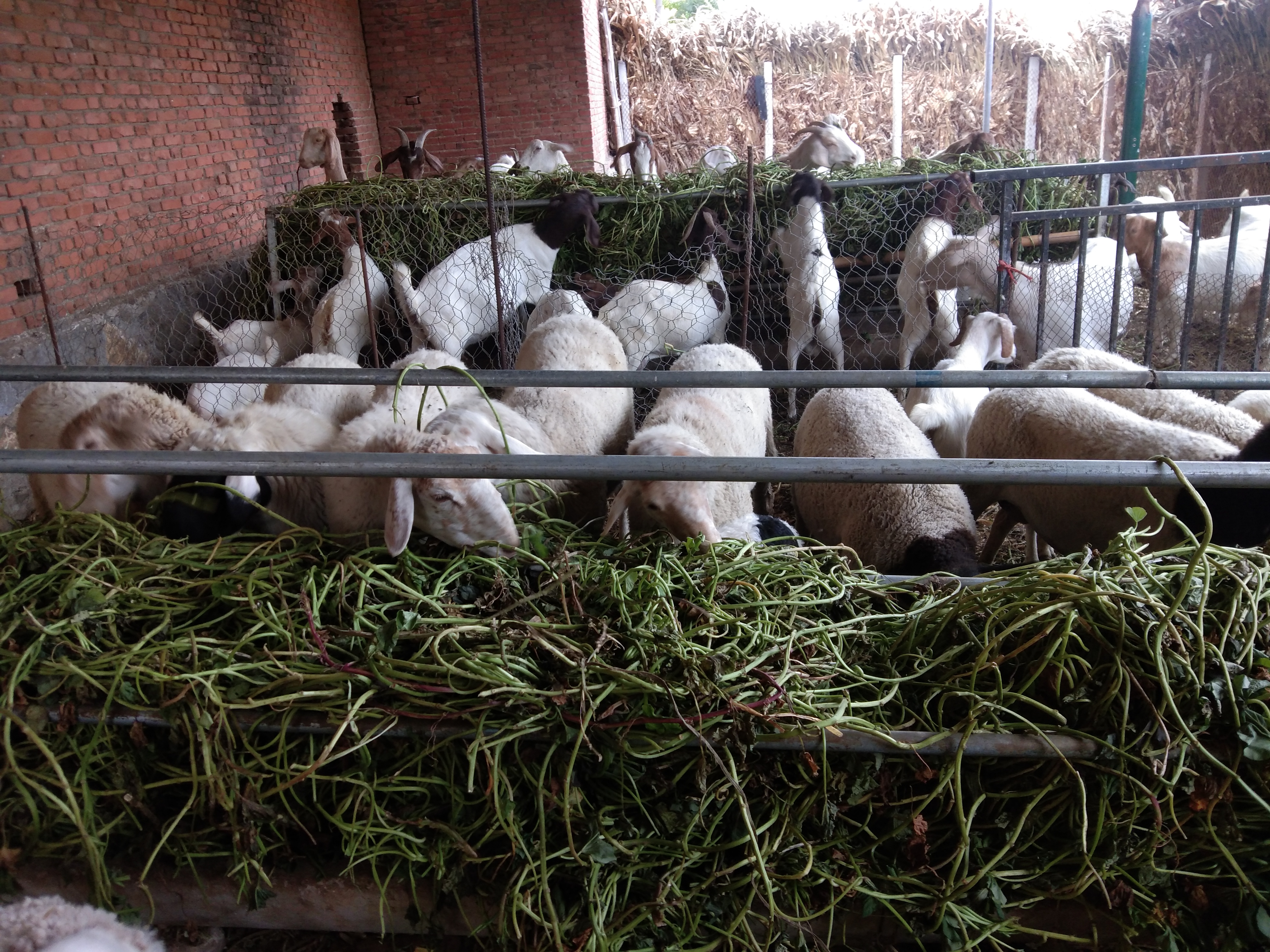 新手养羊是买羊羔还是买成羊,新手养羊前期买大还是小