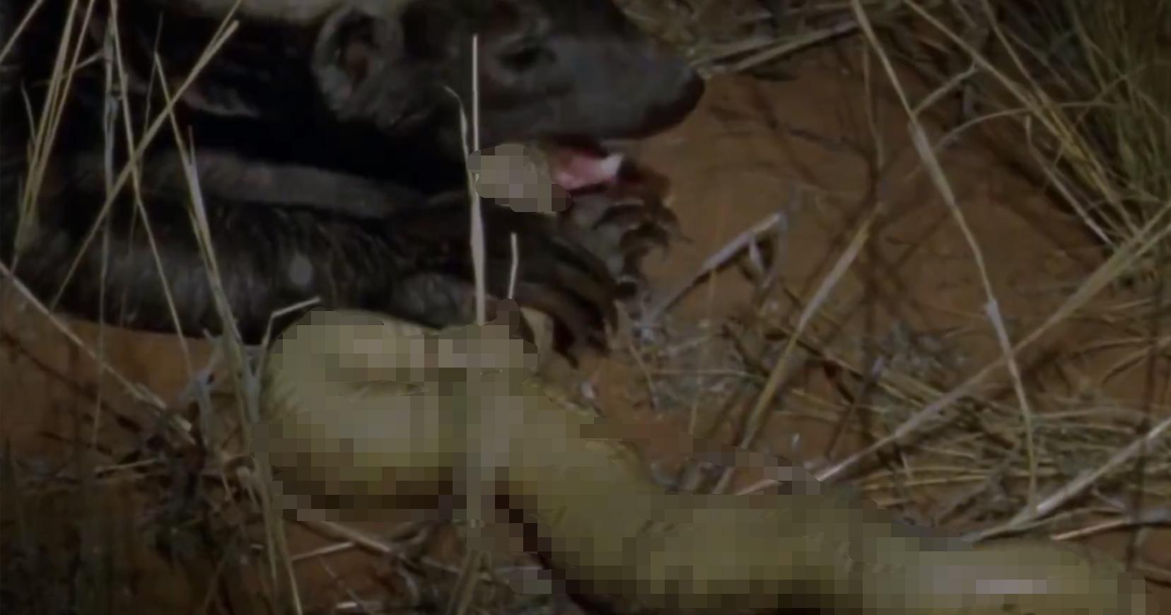 蜜獾两小时后继续享用毒蛇,蜜獾凶猛攻击人类