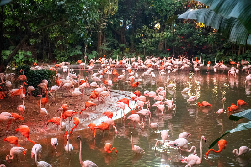 玩转广州长隆野生动物世界之行,广州长隆动物世界游玩攻略图