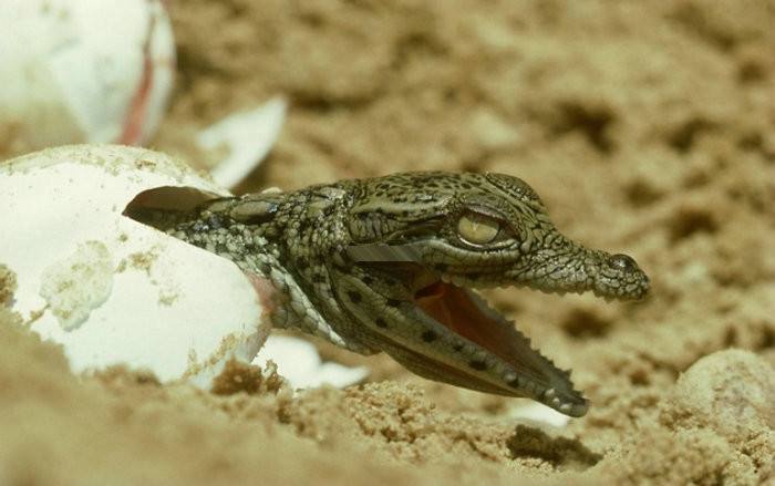 在家养小鳄鱼视频,在家里养小鳄鱼要养什么品种