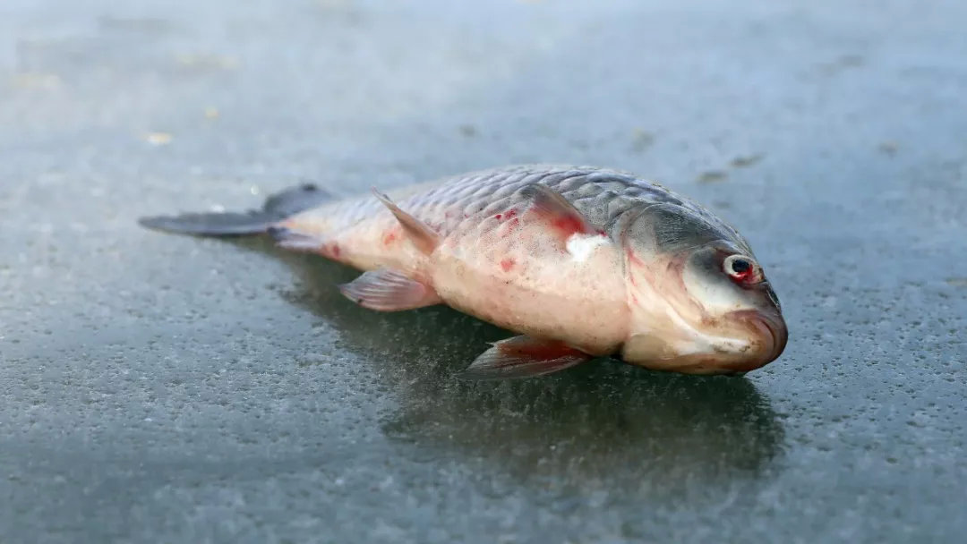 上州屋2019迎新春小西湖冰钓比赛圆满结束