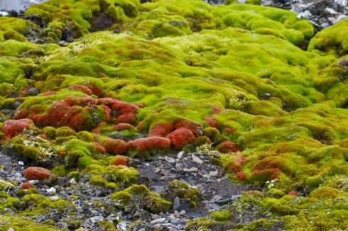 如果蚊子消失了对地球有什么伤害,如果蚊子从地球上消失人类会怎样