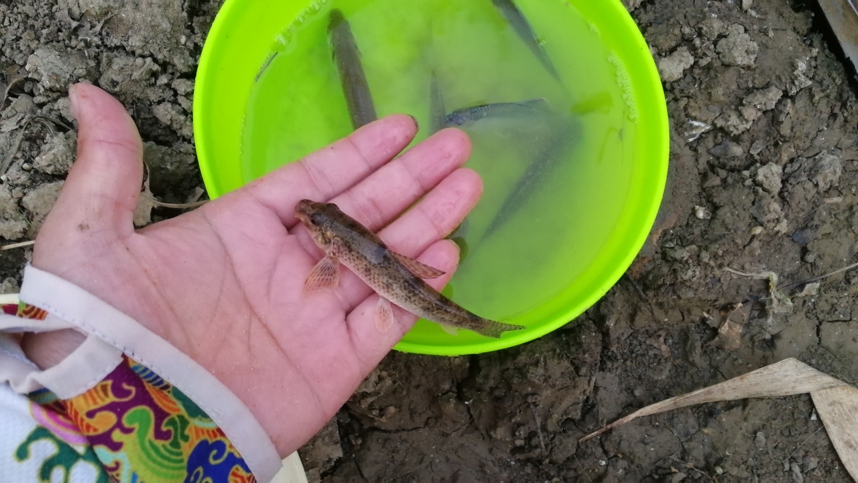 蚯蚓钓鱼真没必要调漂，学会这样钓，简单实用，避小钓大