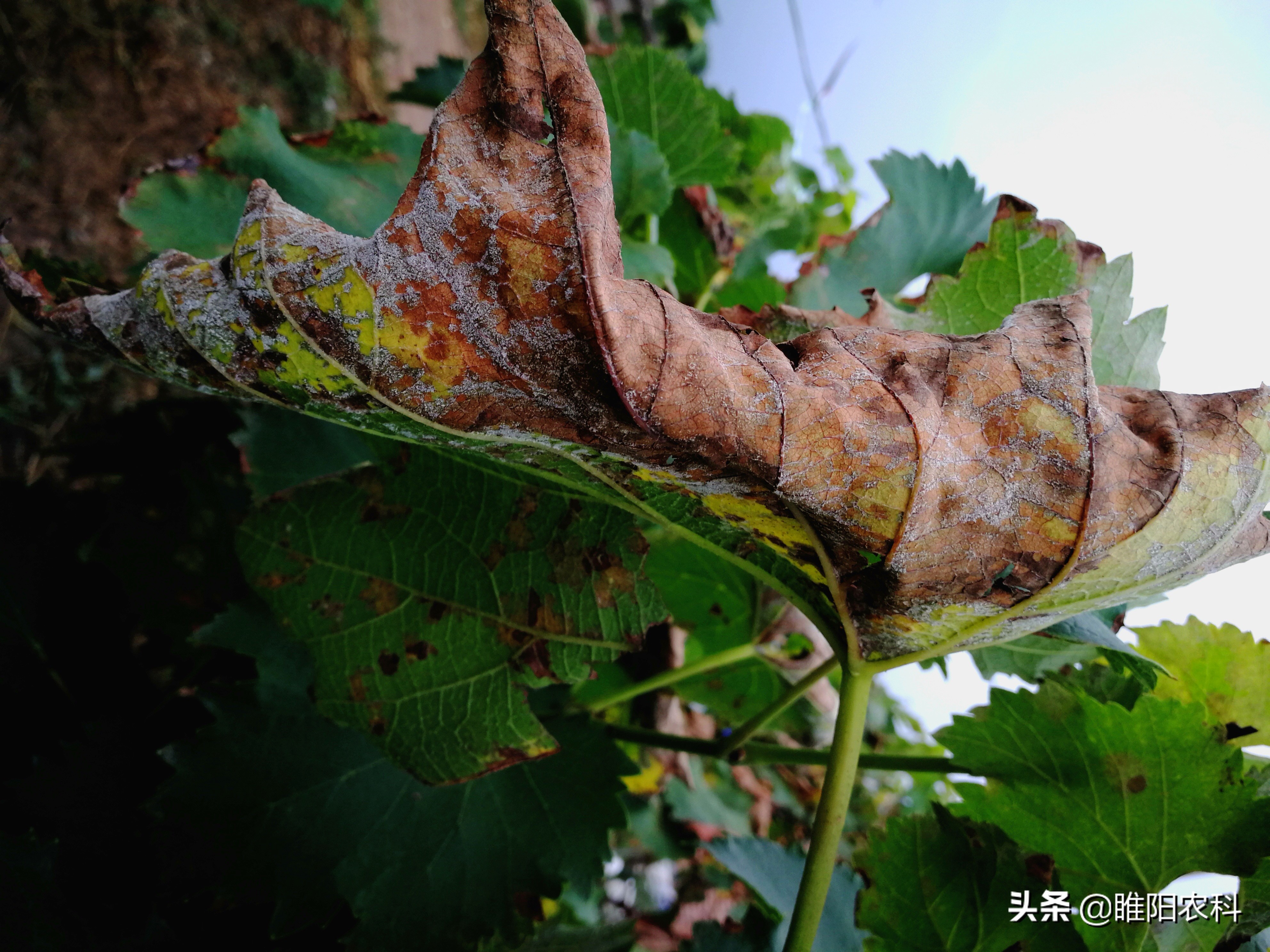 葡萄5大病害高效防治方案,葡萄坏了有什么症状