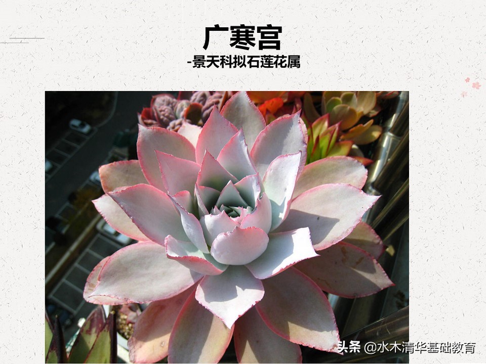 梦幻女王多肉植物百科图谱,原产地多肉植物图谱pdf