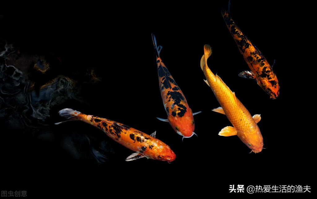 锦鲤怎么喂不死,锦鲤怎么喂都不胖怎么回事