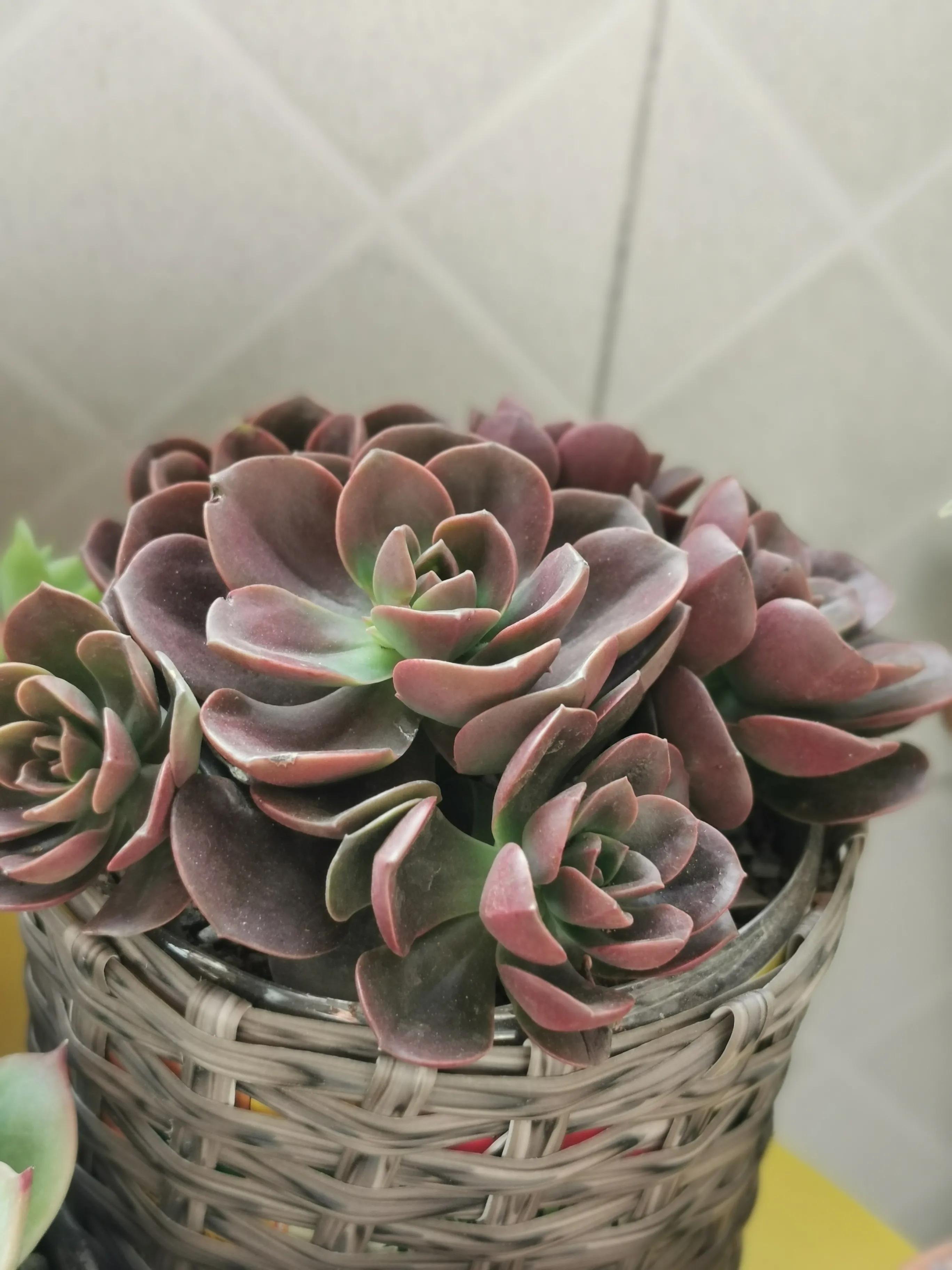 多肉品种大全大集合,多肉35元一盆图片