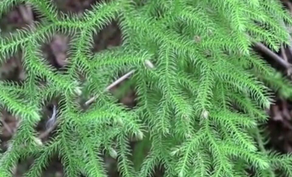 这野草远看似“绿蜈蚣”，看着吓人作用却多，数量少遇到要珍惜