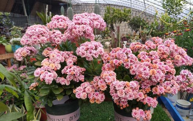 长寿花越长越难看，给它理个“大平头”，呼呼冒新芽，来年花更多