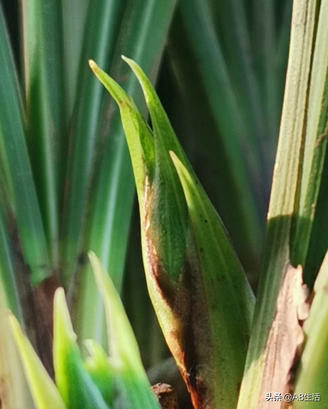 每日一品七律,每日一品茶叶