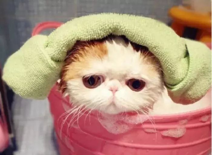 多久给猫咪洗一次澡猫咪洗澡攻略,猫咪一年洗两次澡