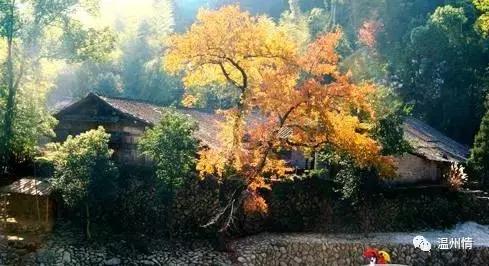 温州168海岸线沿途景点地图,温州60个免费景点大全