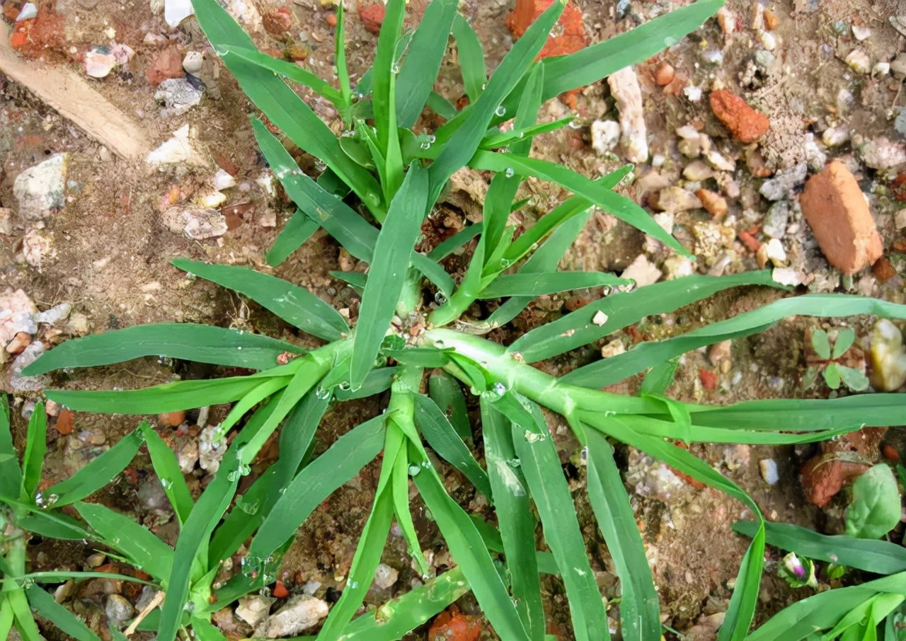 小时候经常见又叫不上名字的植物,一些常见的能吃的植物名称