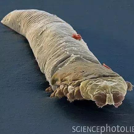 狗狗两腿内侧突然起红疹,狗狗身上起红疹用什么药