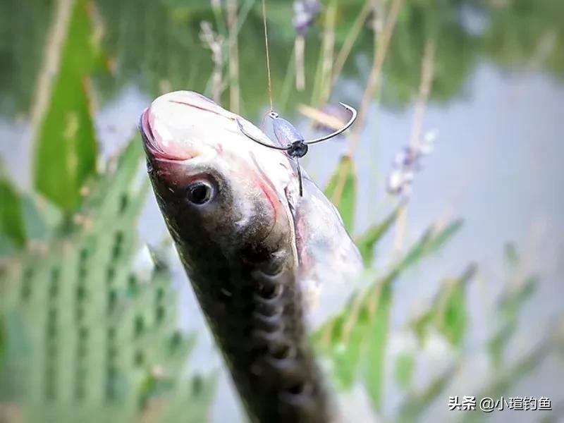 锚钩钓法有何优缺点？2种用法，教你手工制作锚钩，看完即会