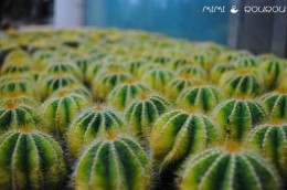 海上花园鹭岛行,海上花园鹭岛城市