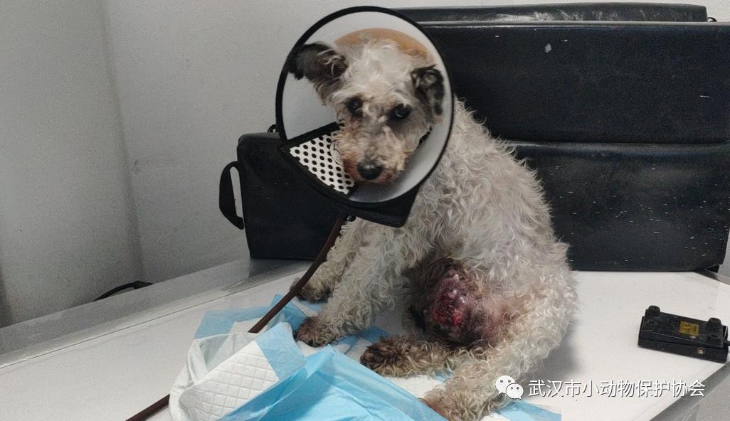 拳头大小的肿瘤可能是良性的吗,肿瘤长得越来越大就是癌症晚期吗