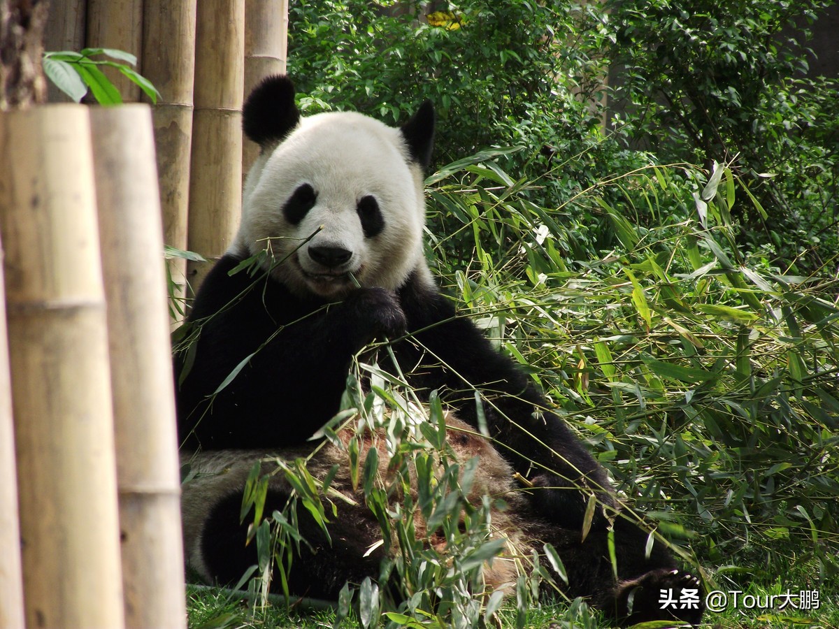 成都天府二街美食,成都天府夜间美食攻略