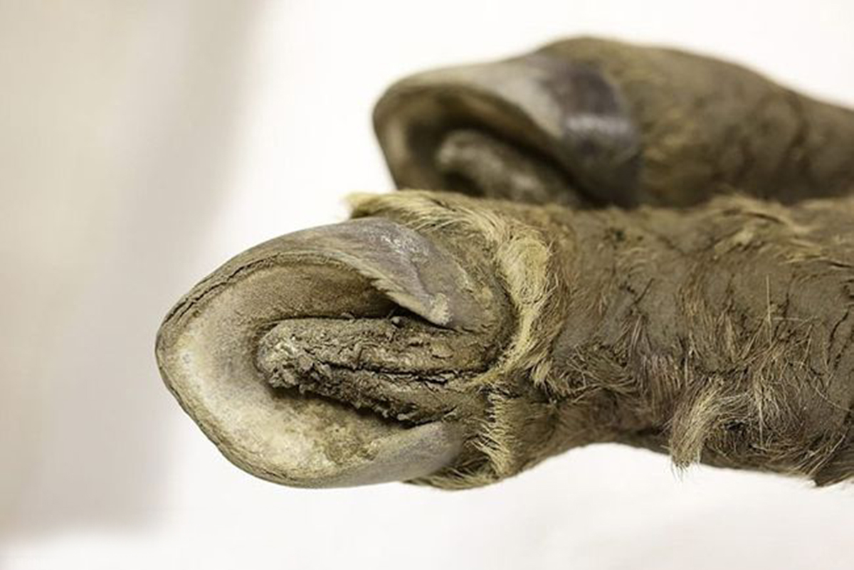 潘多拉动物盒子,潘多拉盒里面的黑色怪物