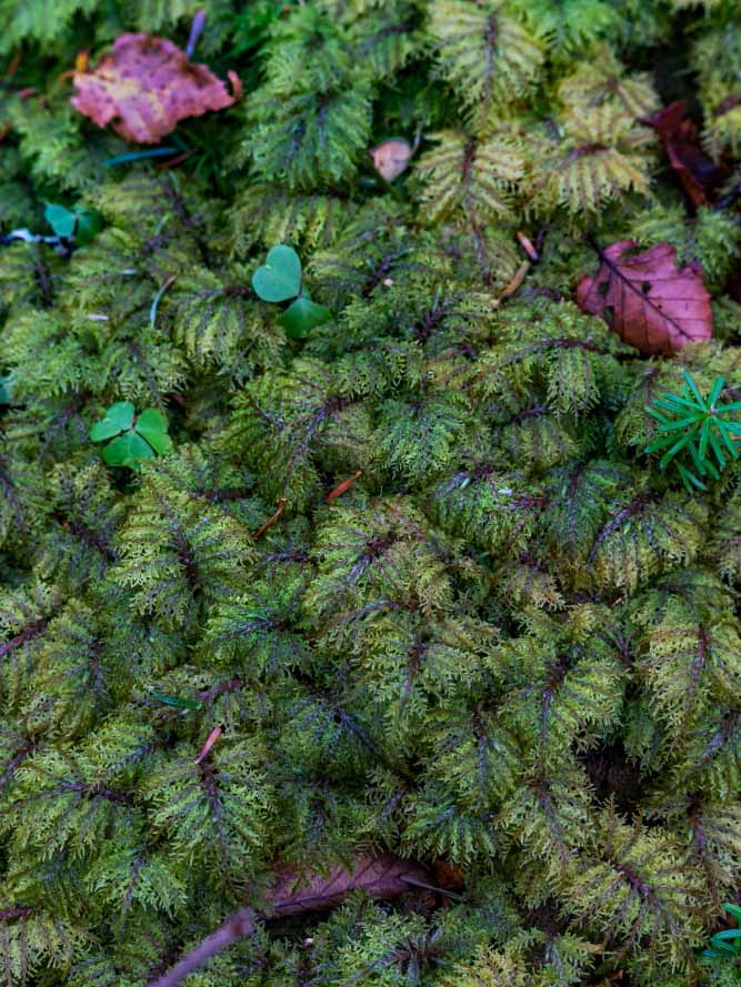 生活中苔藓,苔藓的一生经历了几个阶段