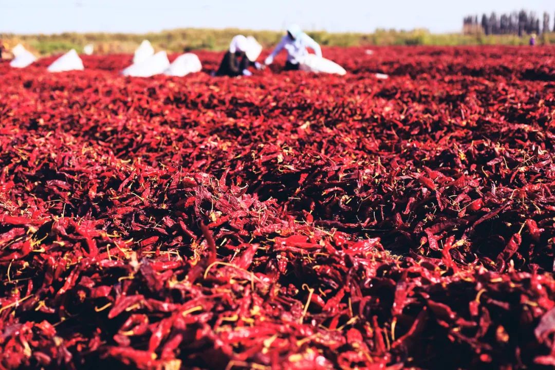苏州女子探秘南疆巴州：这是一处色彩的世界，超出你的想象