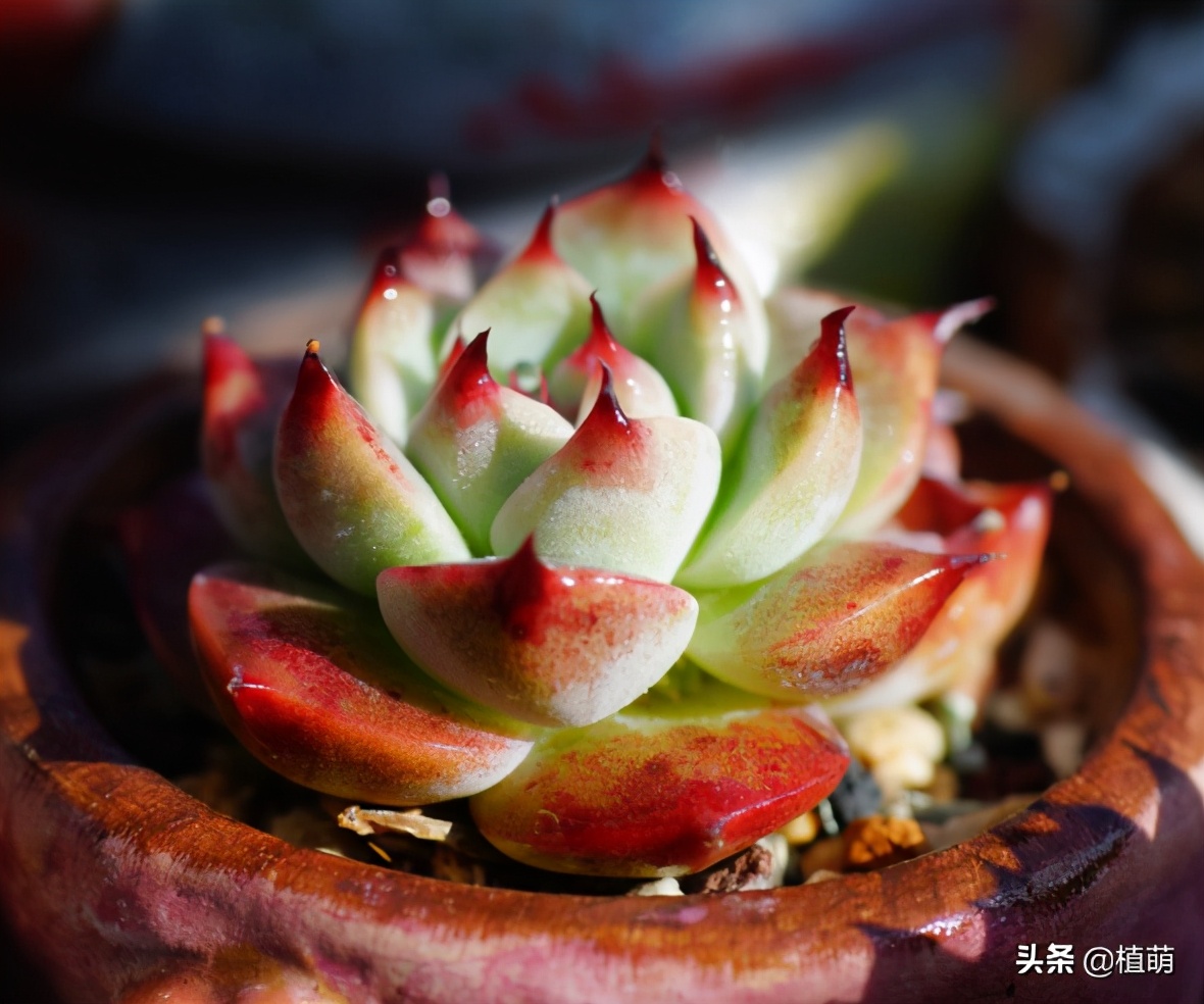 多肉吉娃娃单头多头哪个好看,多肉吉娃娃只有头没有根该怎么养