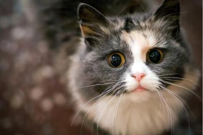 猫咪睡觉时会摇头,猫咪睡觉时候抽搐会是狂犬病吗