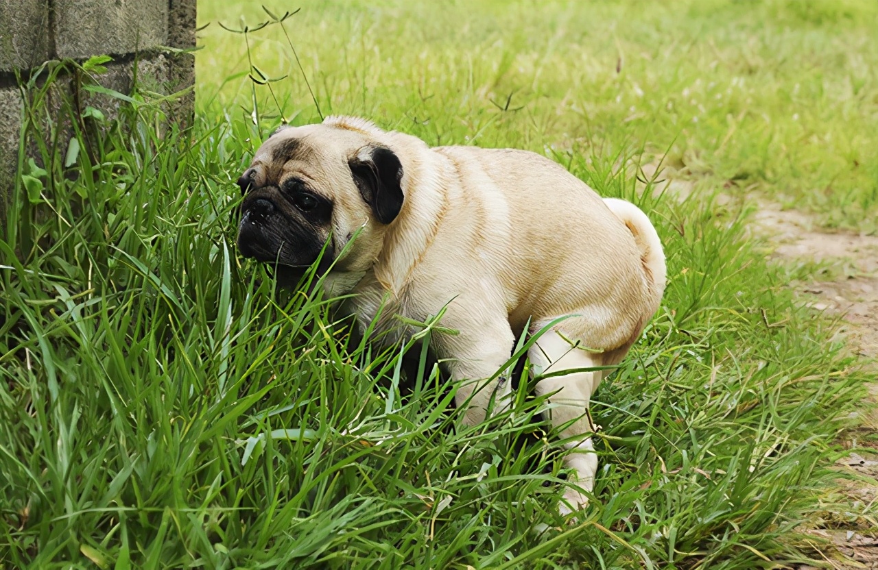狗狗先拉干的再拉稀的什么原因,狗狗又吐又拉稀是什么原因