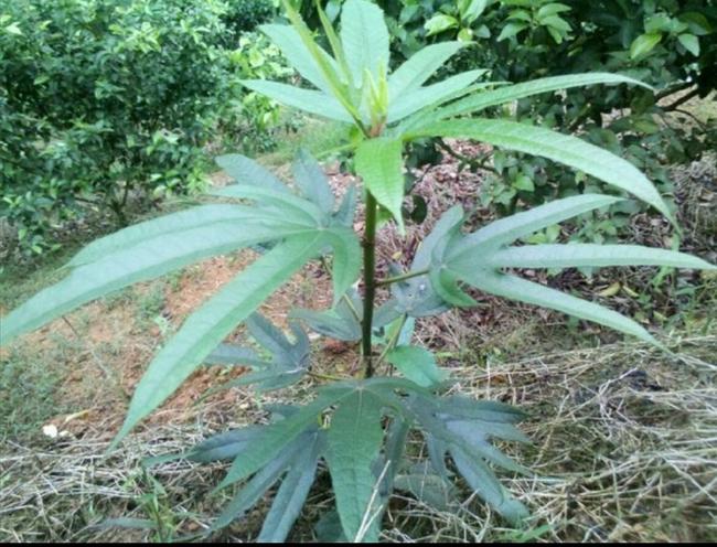 适合农村野外煲汤的植物,在农村常见能煲汤的植物