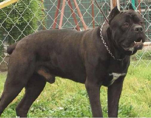 世上最凶猛的巨獒,全国十大猛犬巴西獒犬只排第五名