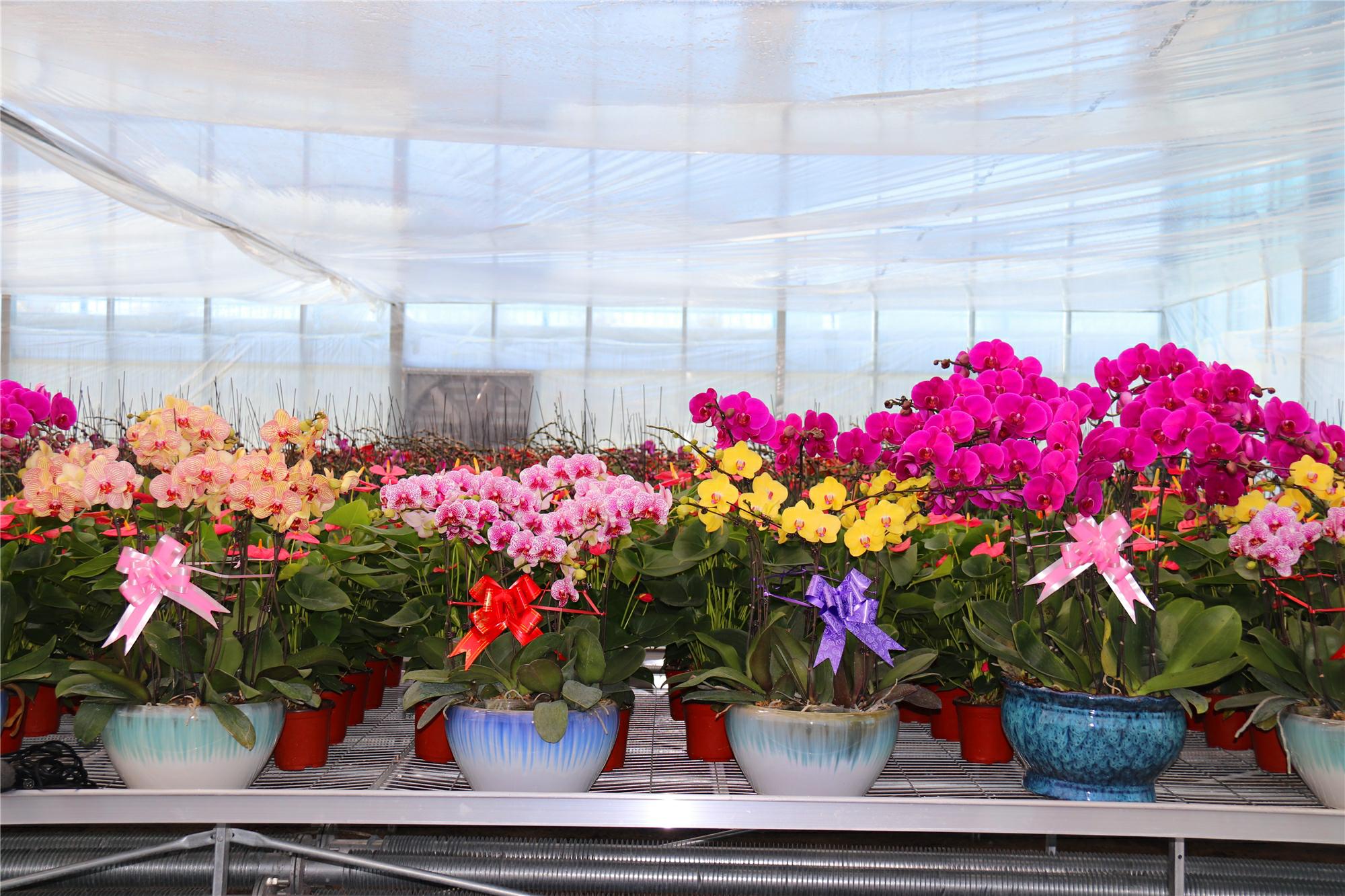 临潭花海,临潭县花海景区