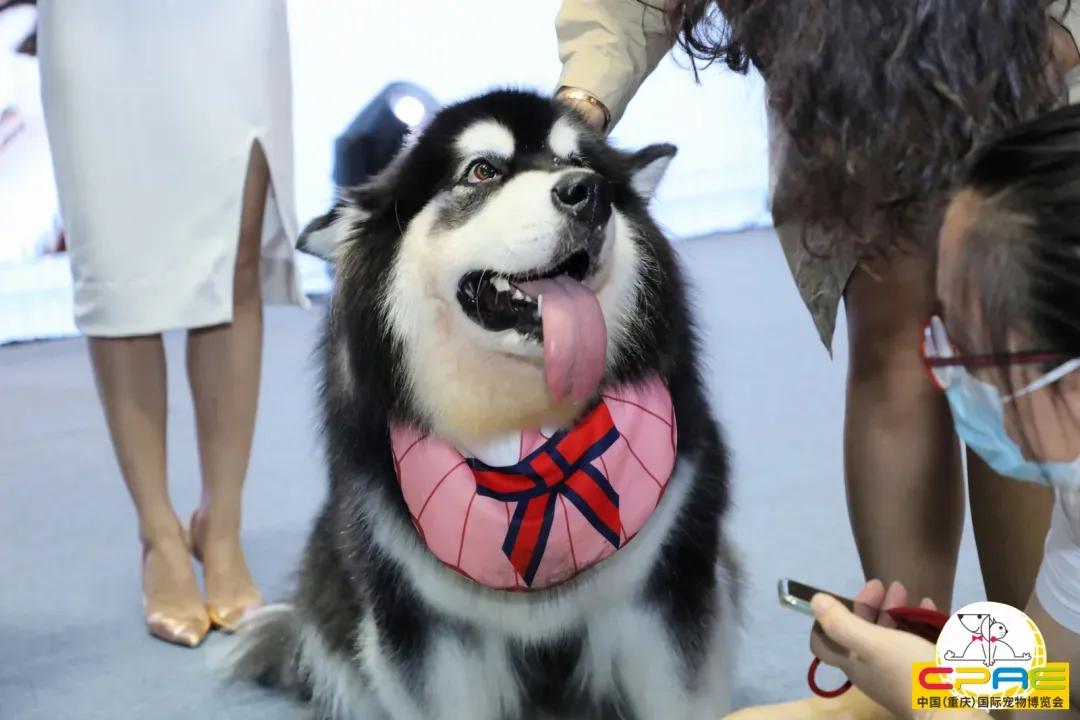 第二届天一重庆国际宠博会,宠博会重庆2020