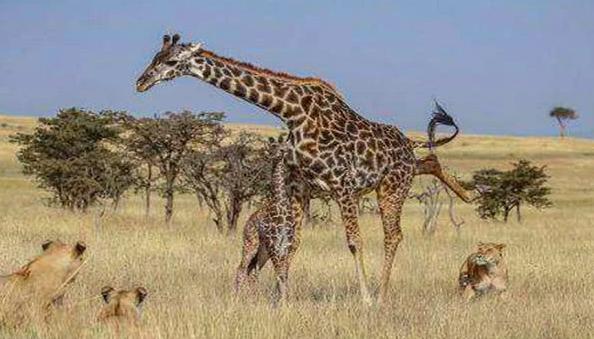它们是最悲催的生物，交配时间不到1秒，交配前还得喝尿