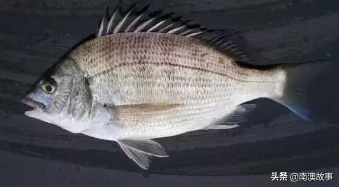 南澳渔民捕鱼视频,南澳渔民出海